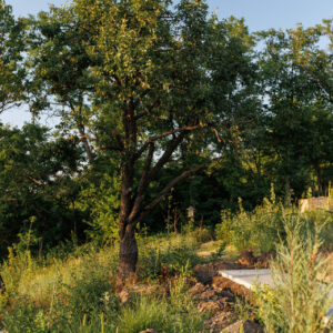 Un pom pentru Doi Hulubași